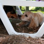 Kissing on a second date